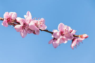 closeup of peach pink flowers in bloom isolated against blue sky background with copy space