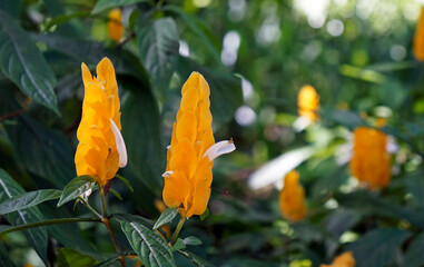 Golden shrimp plant flowers (Pachystachys lutea) on garden