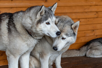 Siberian husky close up on wooden bench. 