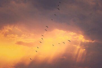 Flock Of Ducks Flying In Sunny Sunset Autumn Spring Sky During Their Migration. Altered Sunrise Sky