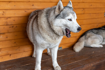 Siberian husky on wooden bench.