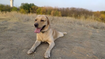 golden retriever on the beach