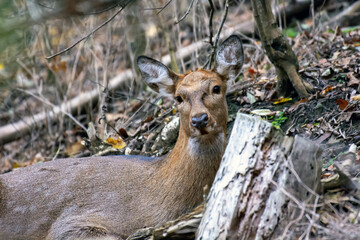 Deer in the autumn forest