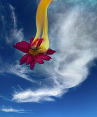 fotografia de flor en fuego volando sobre cielo