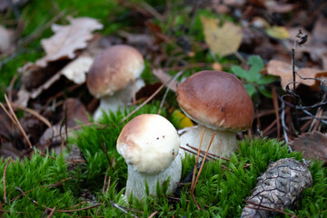 White mushrooms. Forest mushroom in green grass