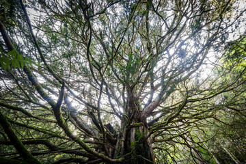 Parque Natural de Pagoeta, Guipuzcoa, Euzkadi, Spain
