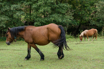 caballo pastando, cerca de Itxaspe, Guipuzcoa, Euzkadi, Spain