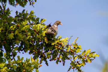 Pigeon on a branch