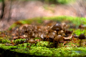mushrooms in the forest