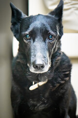 Naklejka premium portrait of a black dog