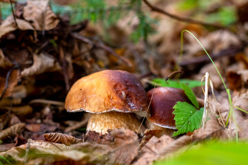 boletus edulis mushroom