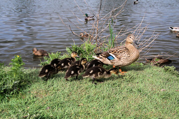 A close up of some Mallard Ducklings