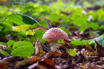 amanita muscaria fly agaric