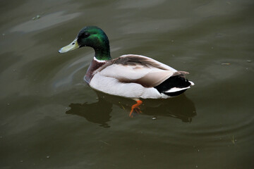A close up of a Mallard Duck