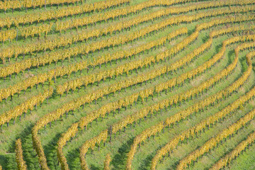 Vineyards in in the Südsteiermark vinery region in Austria