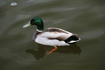 Obraz premium A close up of a Mallard Duck
