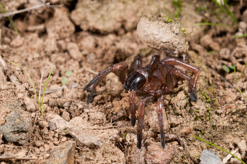 Trapdoor spider (Nemesia sp.), Liguria, Italy