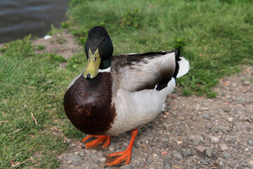 A close up of a Mallard Duck