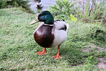 A close up of a Mallard Duck