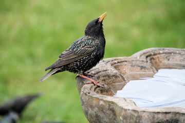 A close up of a Starling