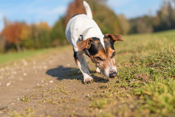 Small purebred Jack Russell Terrier Hound. Cute dog is fallowing a track in autumn