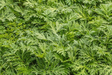 Field of Green leaves of the Common hogeweed (Heracleum sphondylium) 