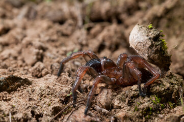 Trapdoor spider (Nemesia sp.), Liguria, Italy