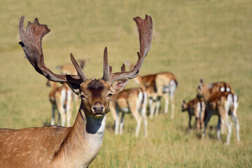 A fallow deer, from the deer family (Cervidae), with antlers stands in front of its herd and looks forward into the camera, on a green meadow outdoors