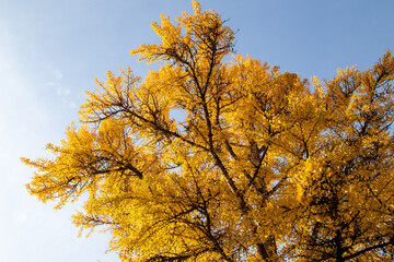 autumn tree in the park