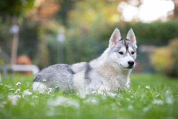 Gorgeous husky laying in the grass