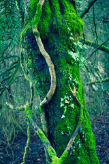 old tree with moss and ivy in forest