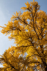 autumn trees in the park