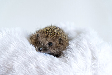 Obraz premium Cute wild hedgehog lying on a soft blanket on a white background. Prickly animal resting and posing on the bed. Protection and domestication of forest animals. Space for text. Copy space.