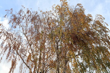 Obraz premium Bouleau en automne, portant des feuilles aux couleurs automnales, ville de Corbas, France