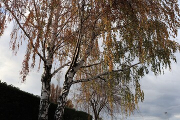 Bouleau en automne, portant des feuilles aux couleurs automnales, ville de Corbas, France