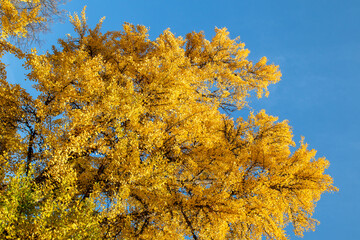 Fototapeta premium autumn leaves against sky