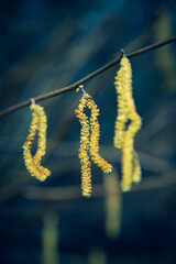 closeup of hazelnut blossom hanging on twig with blue background