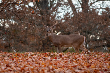 White-tailed deer buck in fall