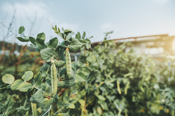 A garden with thickets of green ripe peas, with a selective focus on two pods in the foreground and messy bushes in a defocused background