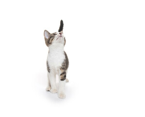 Cute tabby kitten on white background