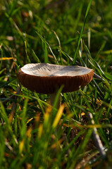Grzyb © Leszek