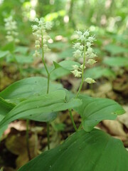 Maianthemum bifolium, false lily of the valley, May lily, Konwalijka dwulistna