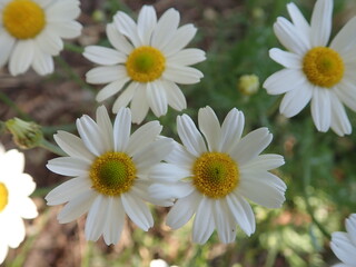 Jastrun właściwy, złocień właściwy, Leucanthemum vulgare, ox-eye daisy