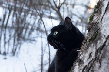 Black cat on tree in winter forest.