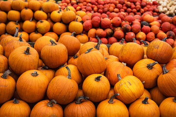 A lot of orange pumpkins on display at the farmers market. Orange ornamental squashes in raining day. Harvesting and Thanksgiving concept.
