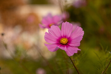 Fototapeta premium pink cosmos flower in field