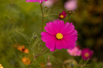 Obraz premium pink cosmos flowers