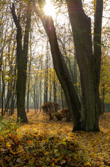 Sun shining through yellow leaves in forest during beautiful autumn  © Damian
