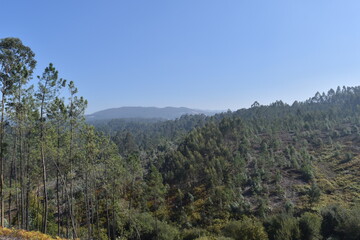 Obraz premium forest in the mountains