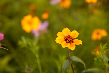 yellow flowers in the garden